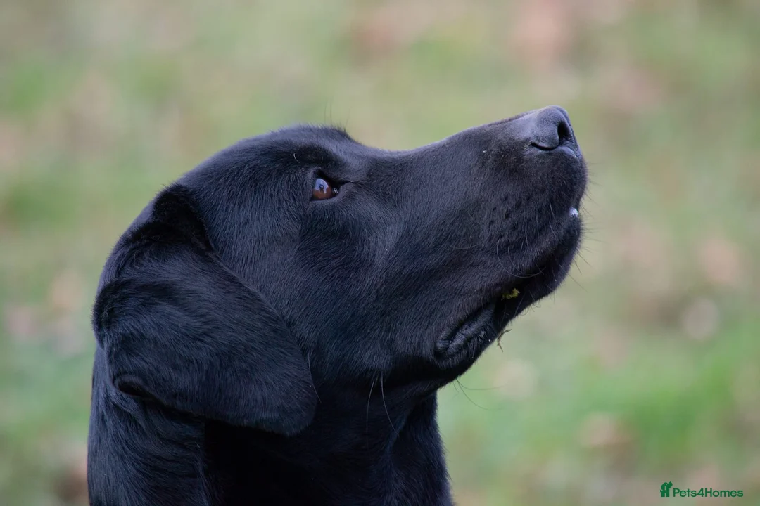 Labrador Retriever dogs for stud: Handsome hunter for stud (well proven) in Alfreton - Advert 4