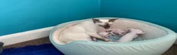 Siamese cats for sale: Lilac point & chocolate point kittens  in Leicester - Advert 10
