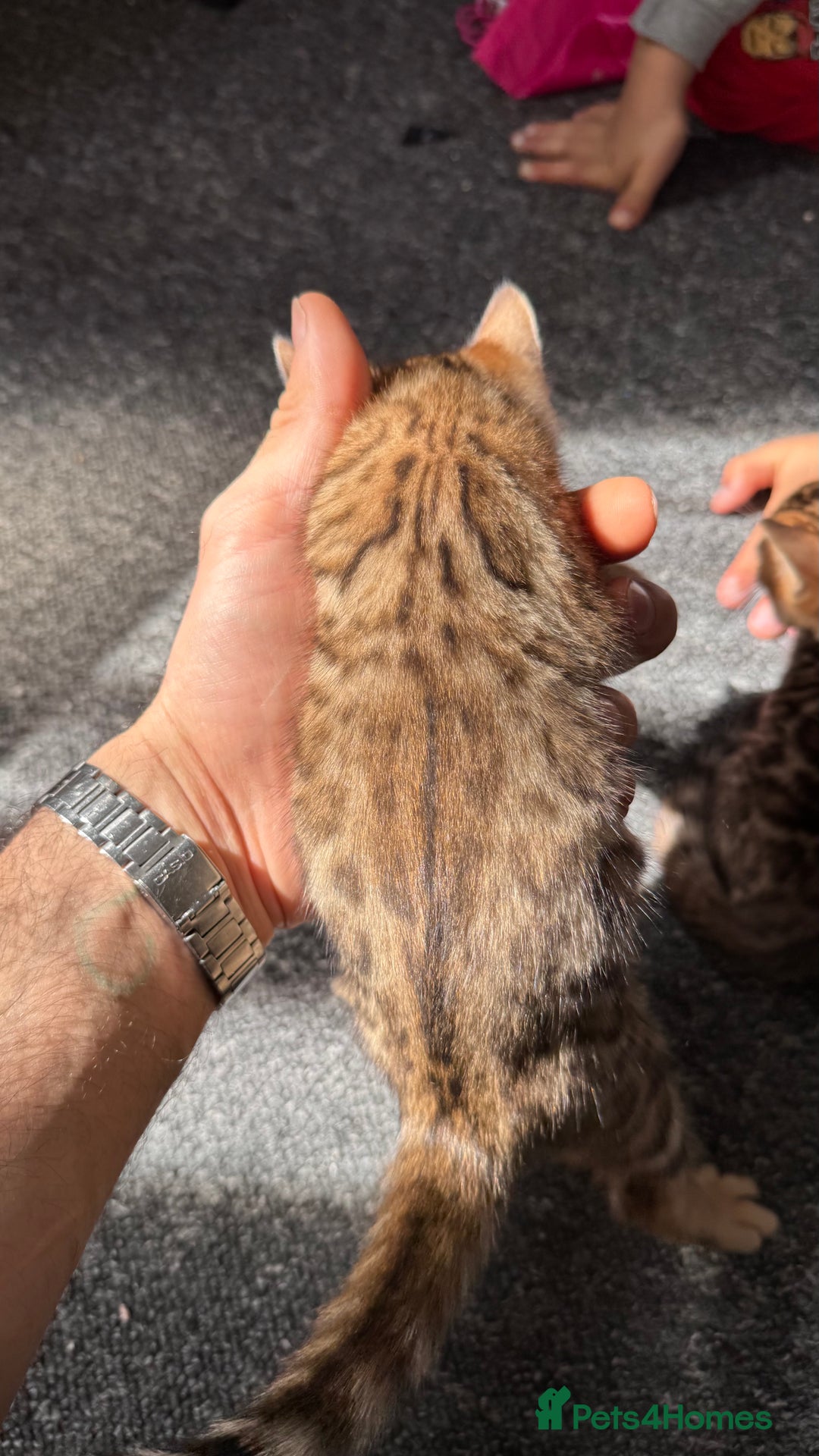Bengal cats for sale: Bengal kittens Pure just born - Image 8
