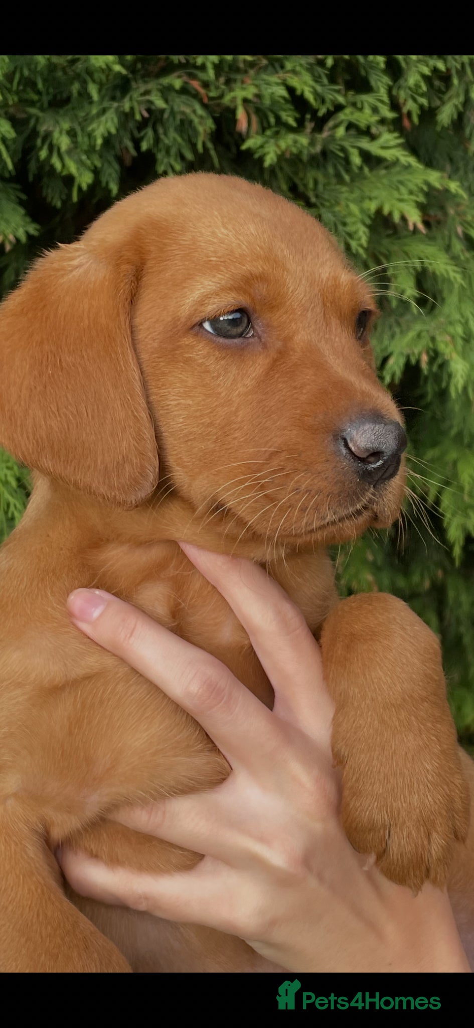Labrador Retriever dogs Dark Fox Red Girl Ready Now - Advert 1
