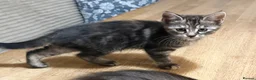 Maine Coon cats for sale: Beautiful Maine Coon x Silver British shorthair - Advert 18