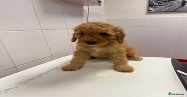 Cockapoo dogs - Advert 14
