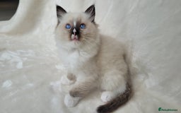 Ragdoll cats for sale: Ragdoll kittens for sale - Image 7