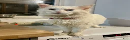 Mixed Breed cats for sale: Maine Coon Part Breds - Advert 1