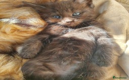 Maine Coon cats for sale: Maine coon x marble bengal unique kittens - Image 5