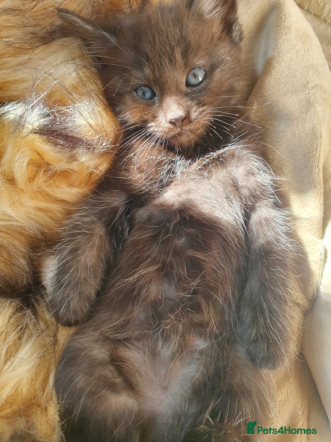 Maine Coon cats for sale: Maine coon x marble bengal unique kittens - Image 5