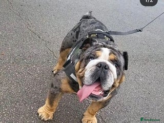 English Bulldog dogs - Advert 5