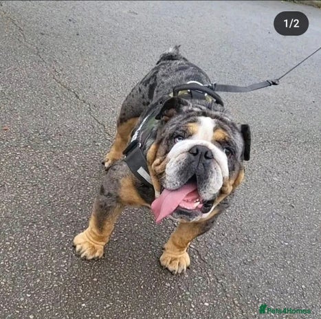 English Bulldog dogs - Advert 1