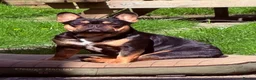 French Bulldog dogs for sale: TOP QUALITY KC REG FRENCH BULLDOG PUPPIES(HEALTHT) - Advert 17
