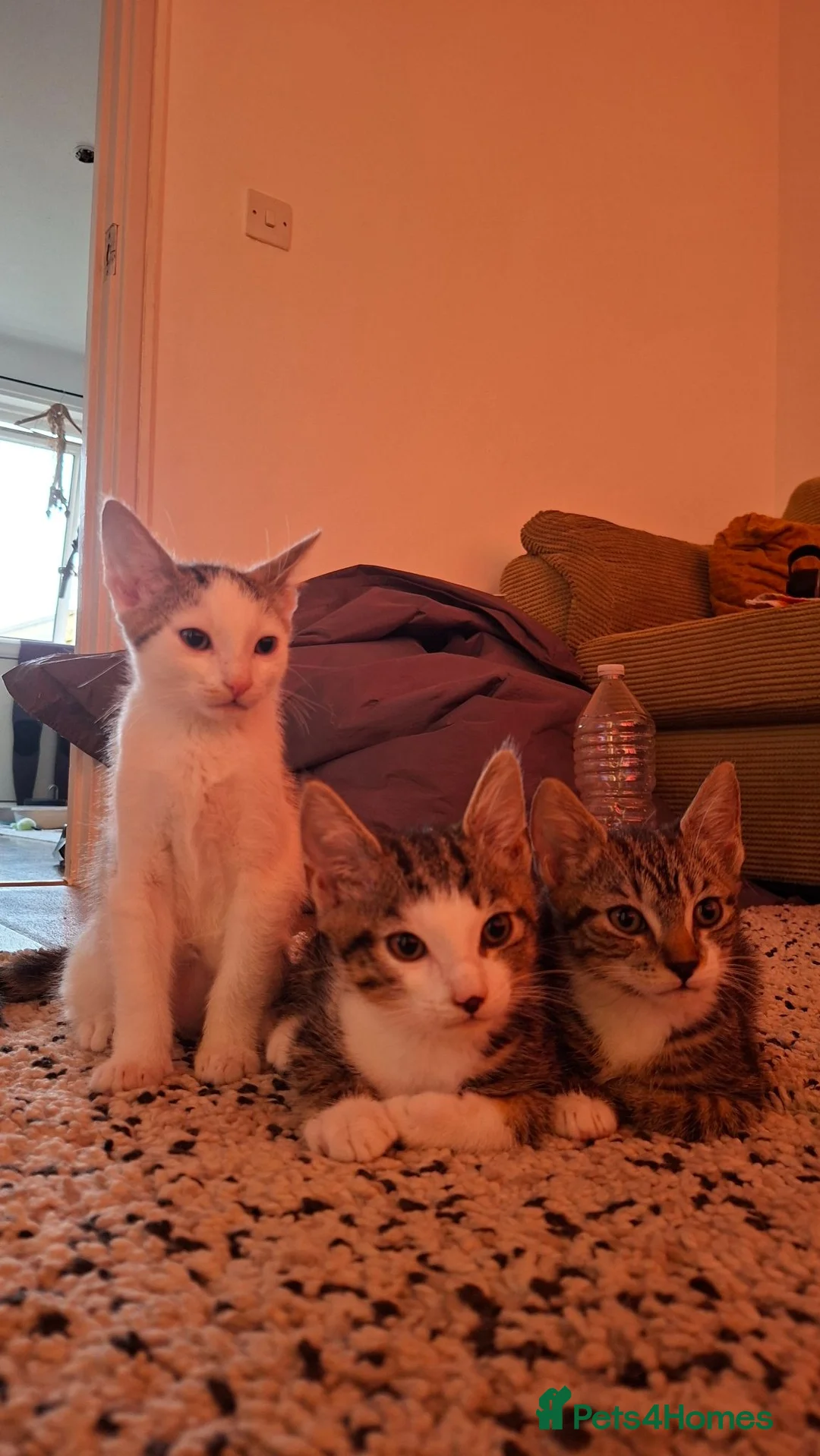 Mixed Breed cats for sale: Beautiful female kittens. Newquay, Cornwall in Newquay - Advert 2