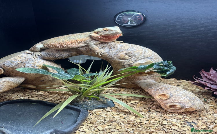Bearded Dragon reptiles - Advert 1