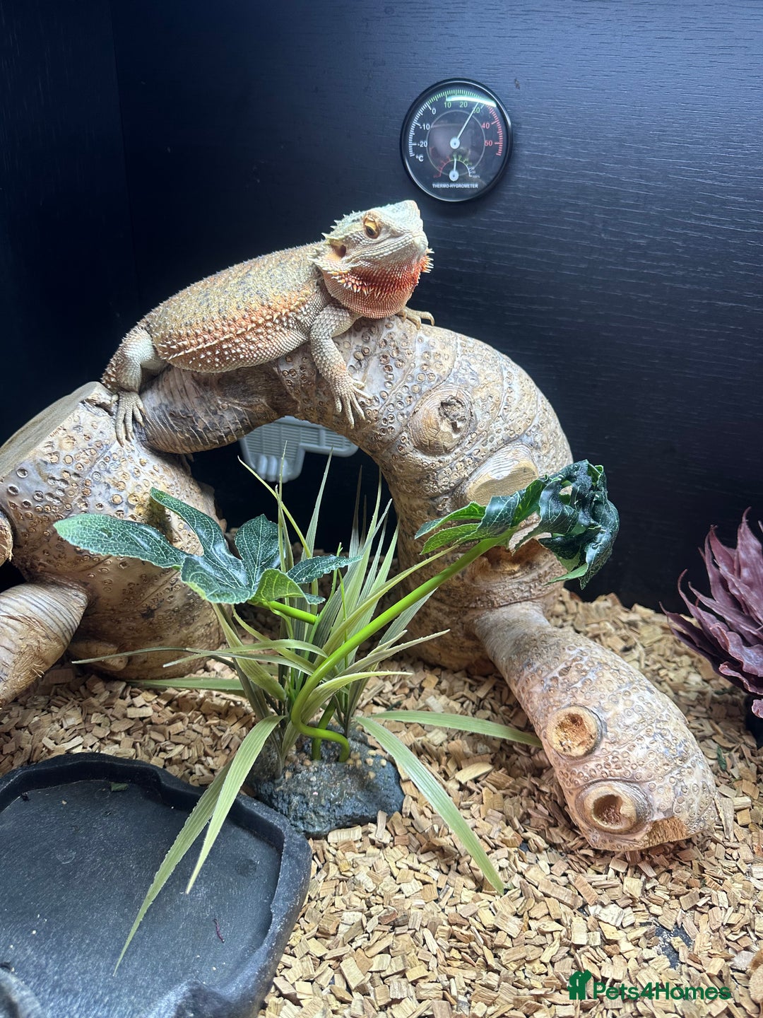 Bearded Dragon reptiles for sale: Femal blue eyes orange . 1 year and 4 months  - Image 1