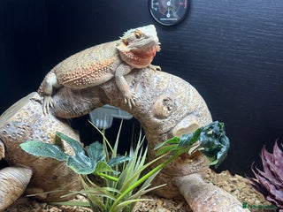 Bearded Dragon reptiles - Advert 15