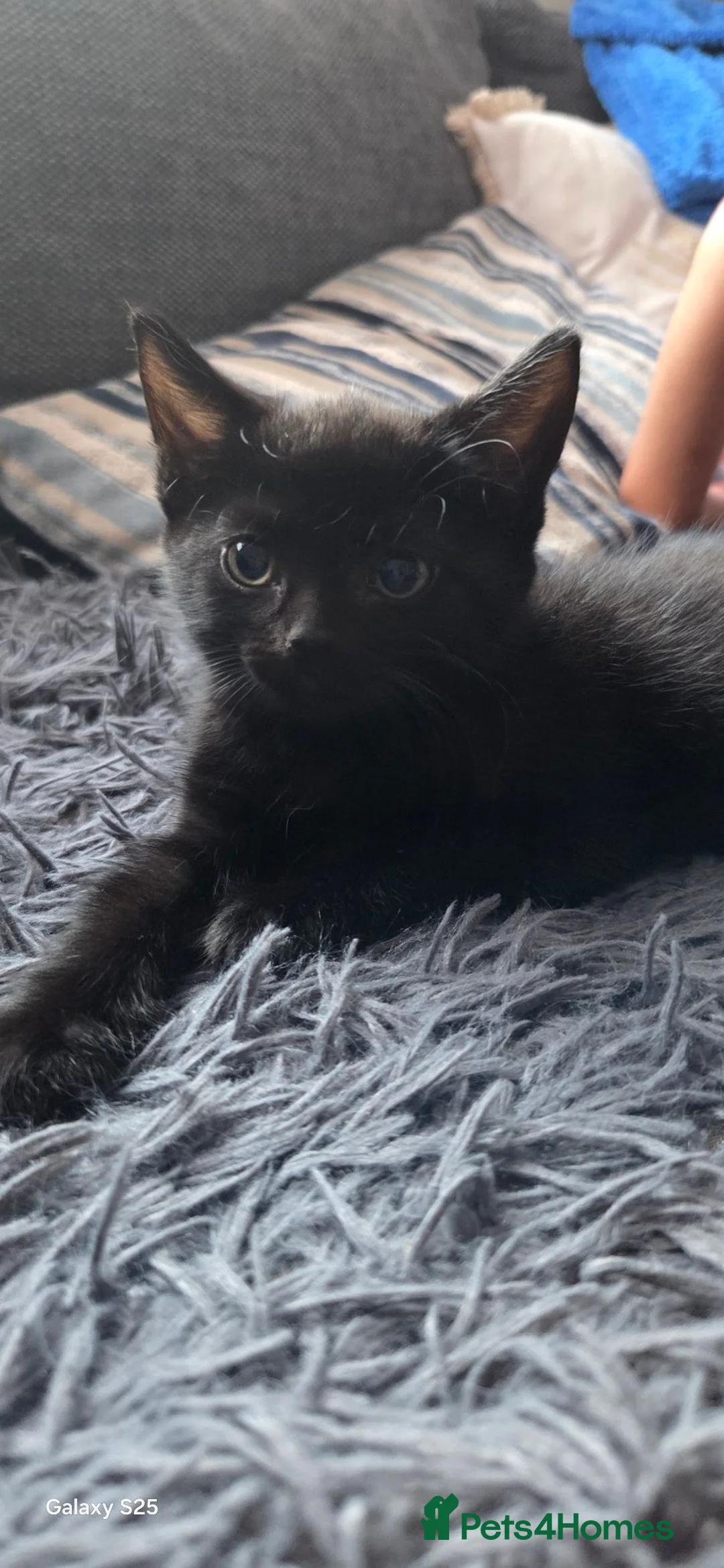 Mixed Breed cats for sale: Beautiful Black Male Kitten Ready Now - Advert 4
