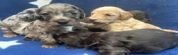 Cockapoo dogs for sale: 5 F1 cockapoo pups  - Advert 12