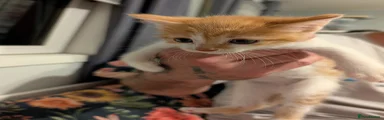 Kitten 2