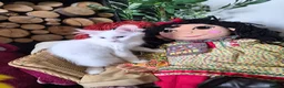 Maine Coon cats for sale: XXL Russian Mainecoon Kittens! 2 left now ready go - Advert 11