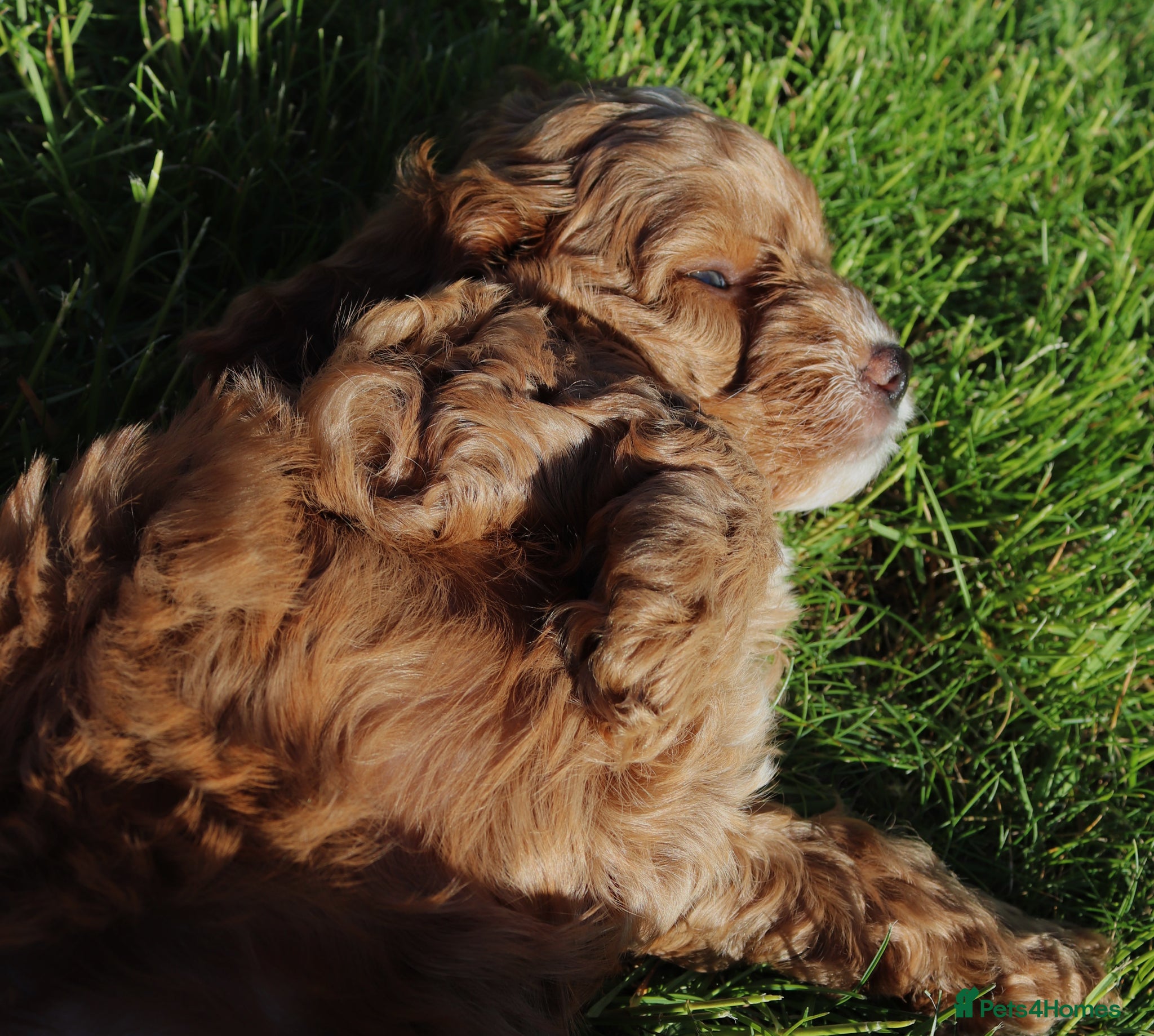 Cavapoo dogs Quality, Red, Low-Shedding Toy Cavapoo Puppies - Advert 2