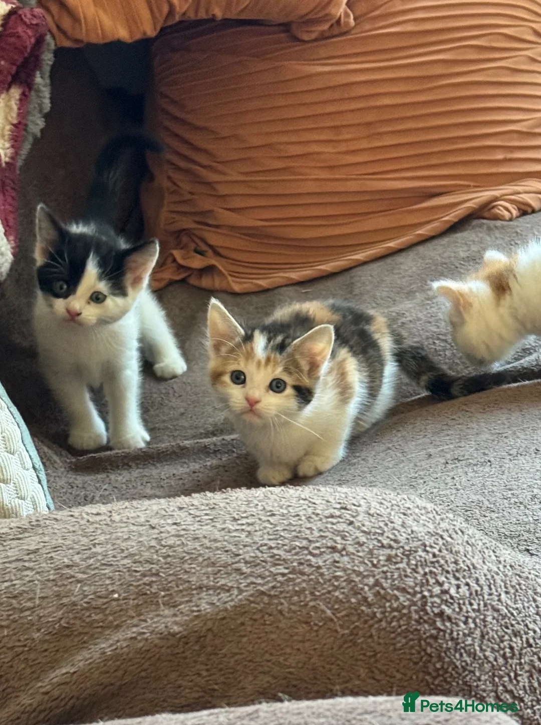 Mixed Breed cats for sale: 4 kittens now looking for homes.  - Advert 2