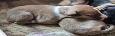 Whippet 1