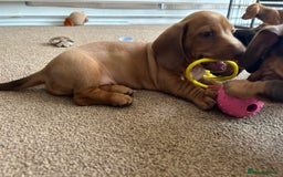 Miniature Dachshund dogs for sale: Miniature Dachshund Pups  in Banbury - Image 31