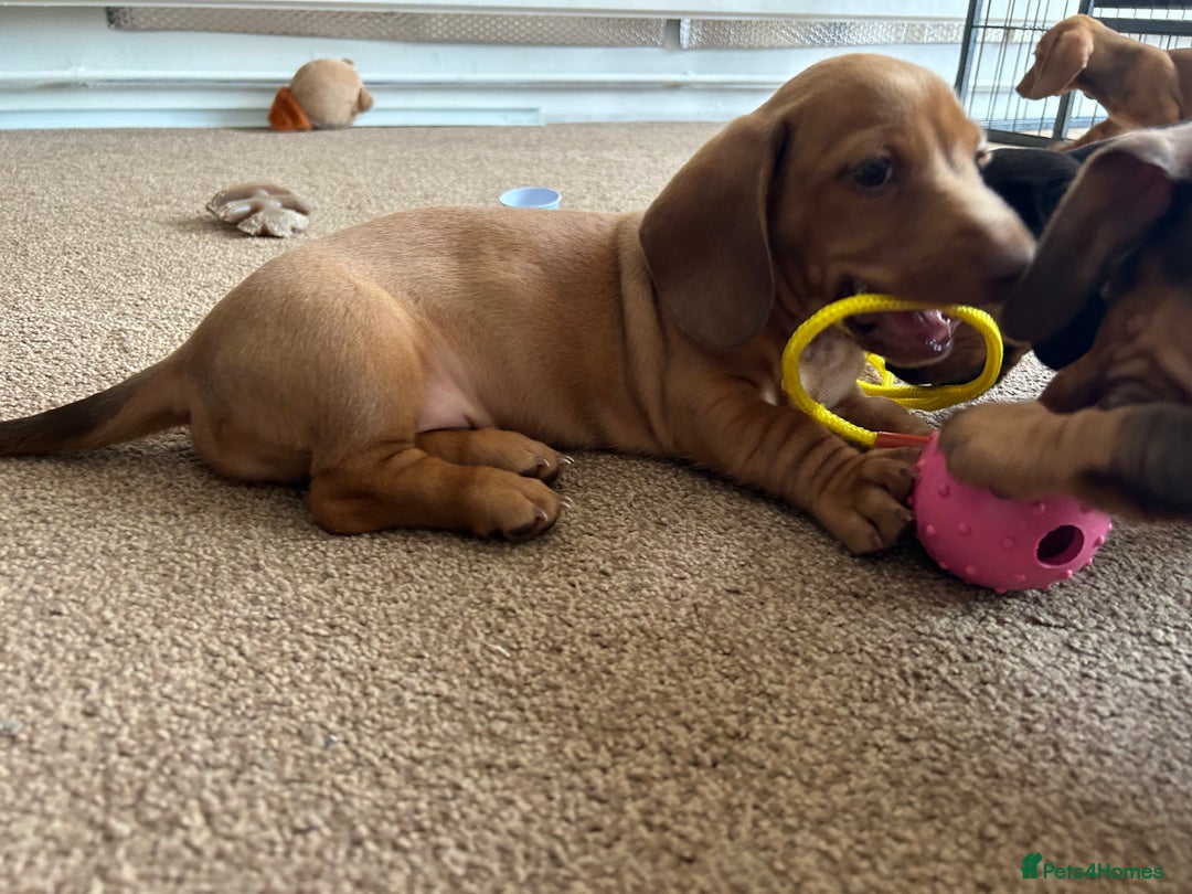 Miniature Dachshund dogs for sale: Miniature Dachshund Pups  in Banbury - Image 31