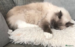 Ragdoll cats for sale: Mr oreo  - Advert 3