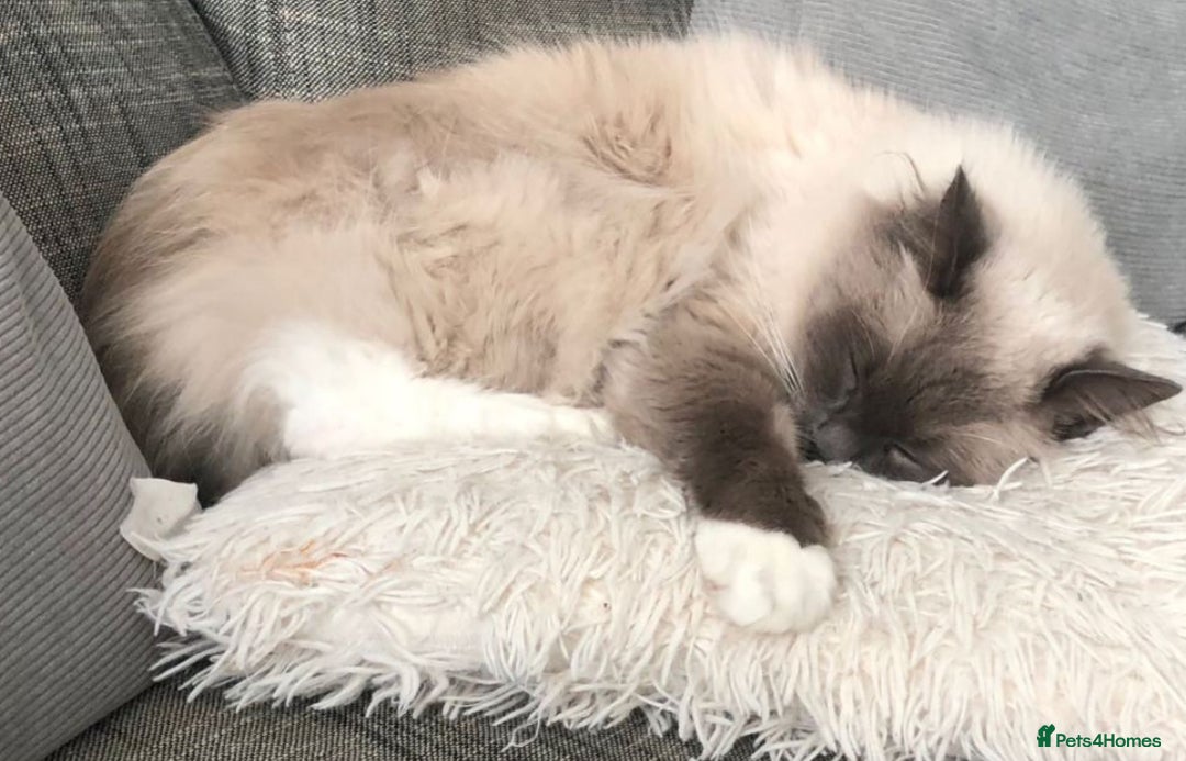 Ragdoll cats for sale: Mr oreo  - Advert 3