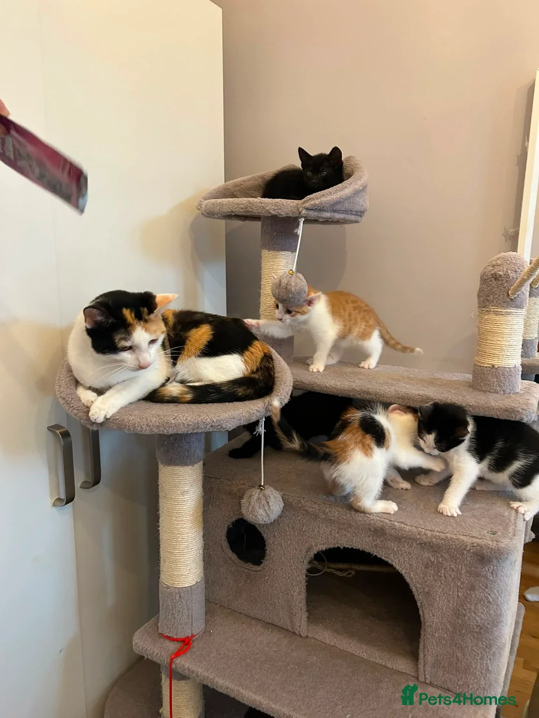 Mixed Breed cats for sale: Five adorable kittens, 3 boys and 2 girls - Advert 1