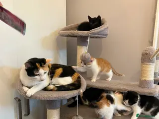 Mixed Breed cats Five adorable kittens - Advert 2