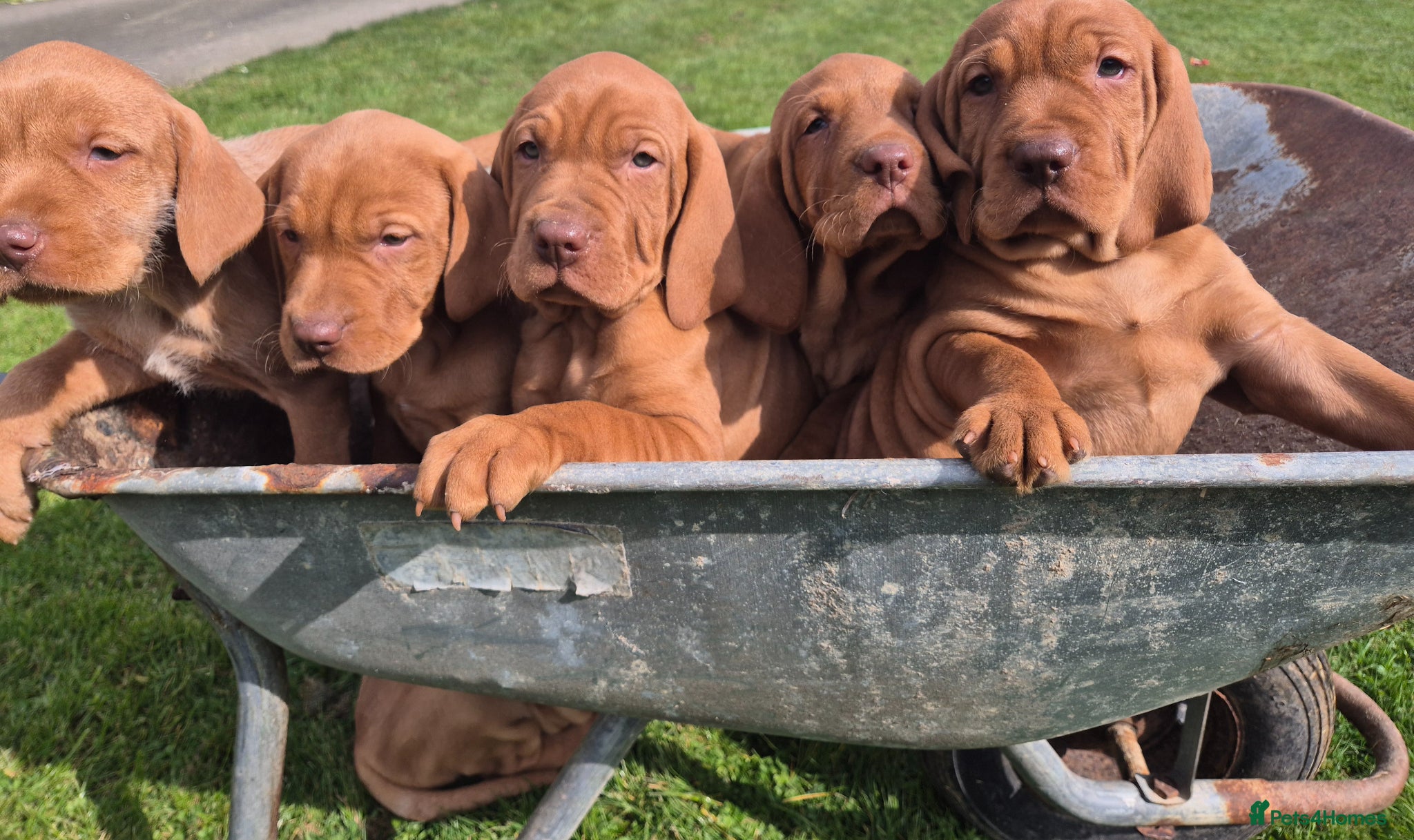 Hungarian Vizsla dogs 🐾 Adorable Vizsla Puppies – 4 Girls! 🐾 - Advert 16
