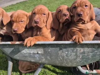 Hungarian Vizsla dogs 🐾 Adorable Vizsla Puppies – 4 Girls! 🐾 - Advert 16