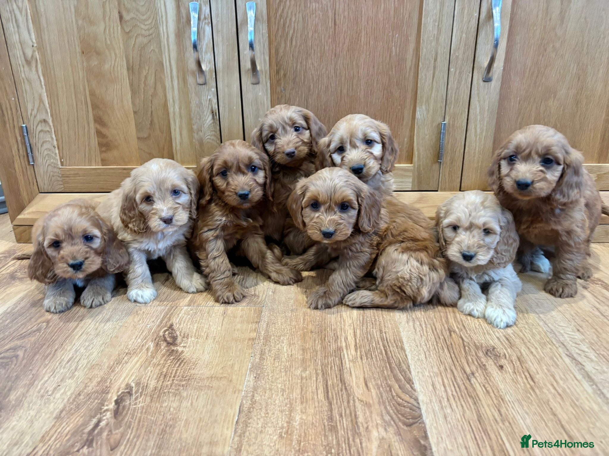 Cockapoo dogs Cockapoo Puppies Ready Now - Advert 3