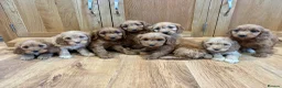 Cockapoo dogs for sale: Cockapoo Puppies Ready Now - Advert 1