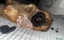 Chow Chow dogs for sale: Cinnamon Chow Chow Puppies - Image 1
