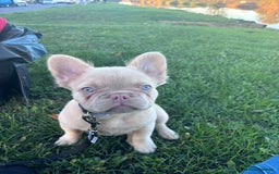 French Bulldog dogs for stud: New shade fluffy merle  in Sheffield - Image 30