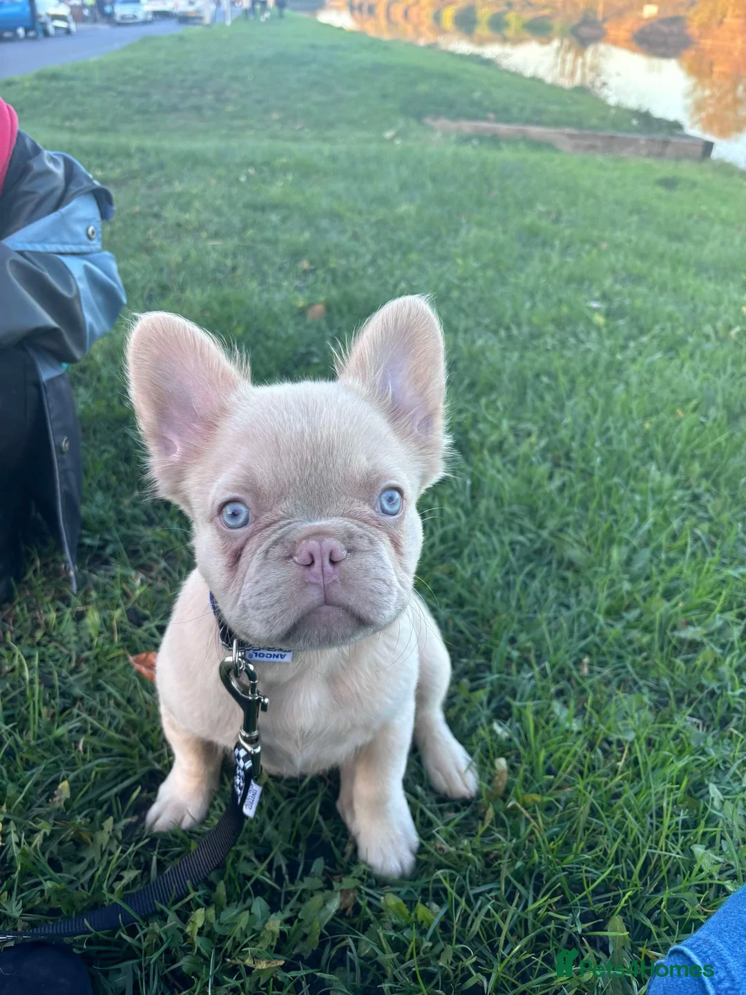 French Bulldog dogs for stud: New shade fluffy merle  in Sheffield - Advert 30