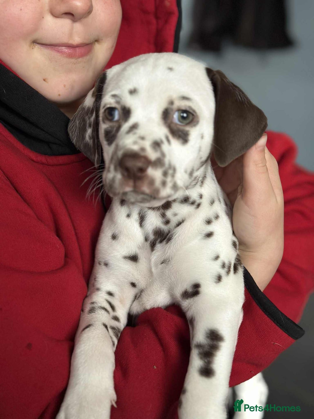 Dalmatian dogs for sale: KC Dalmatian Puppies  - Advert 26