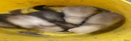 Ferret rodents for sale: Ferrets kits for sale  in Barnard Castle - Advert 1