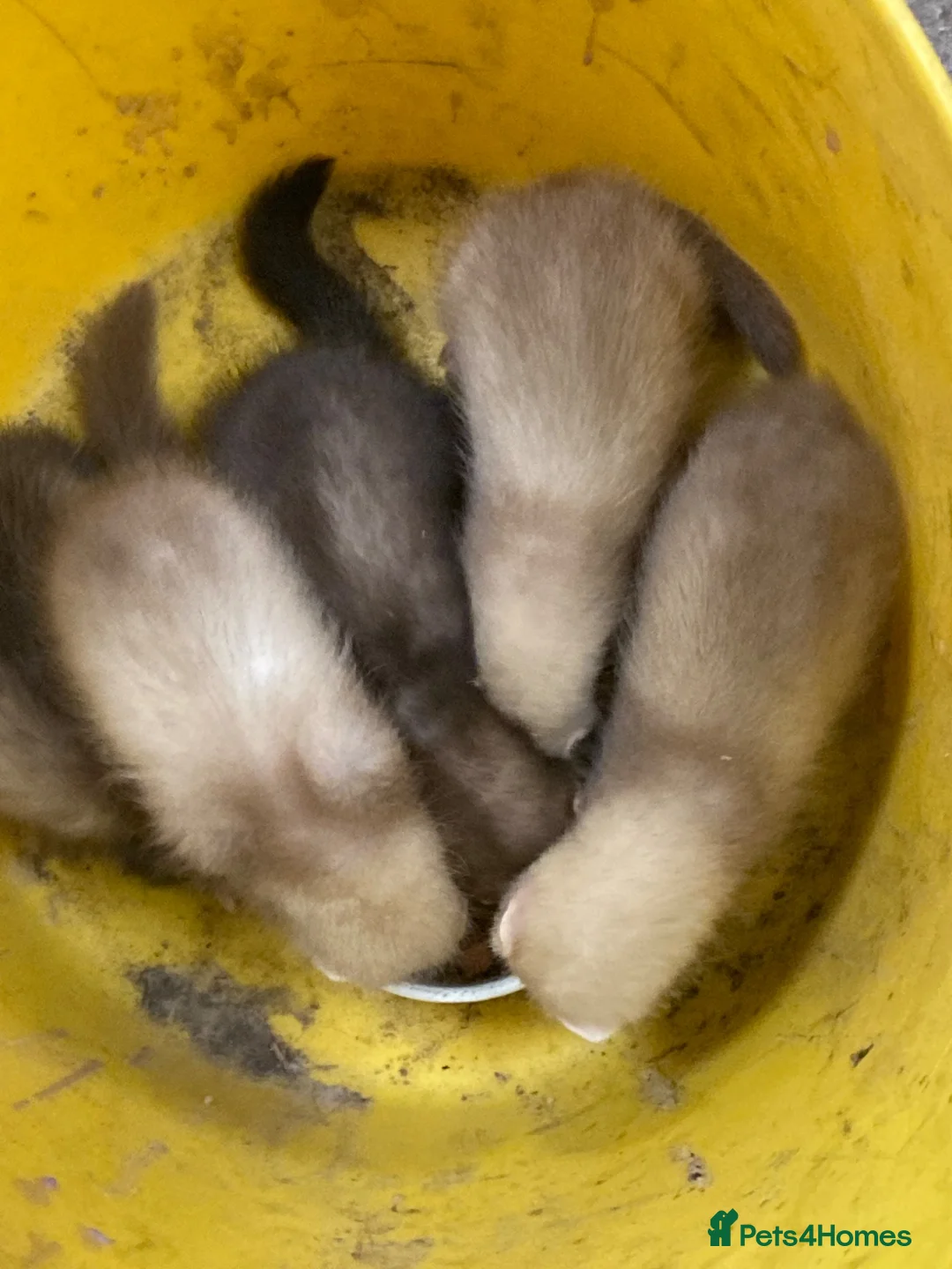 Ferret rodents for sale: Ferrets kits for sale  in Barnard Castle - Advert 1