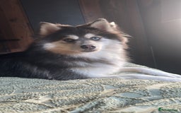 Pomsky dogs for stud: F3 Pomsky Stud (Blue and White) - Advert 2