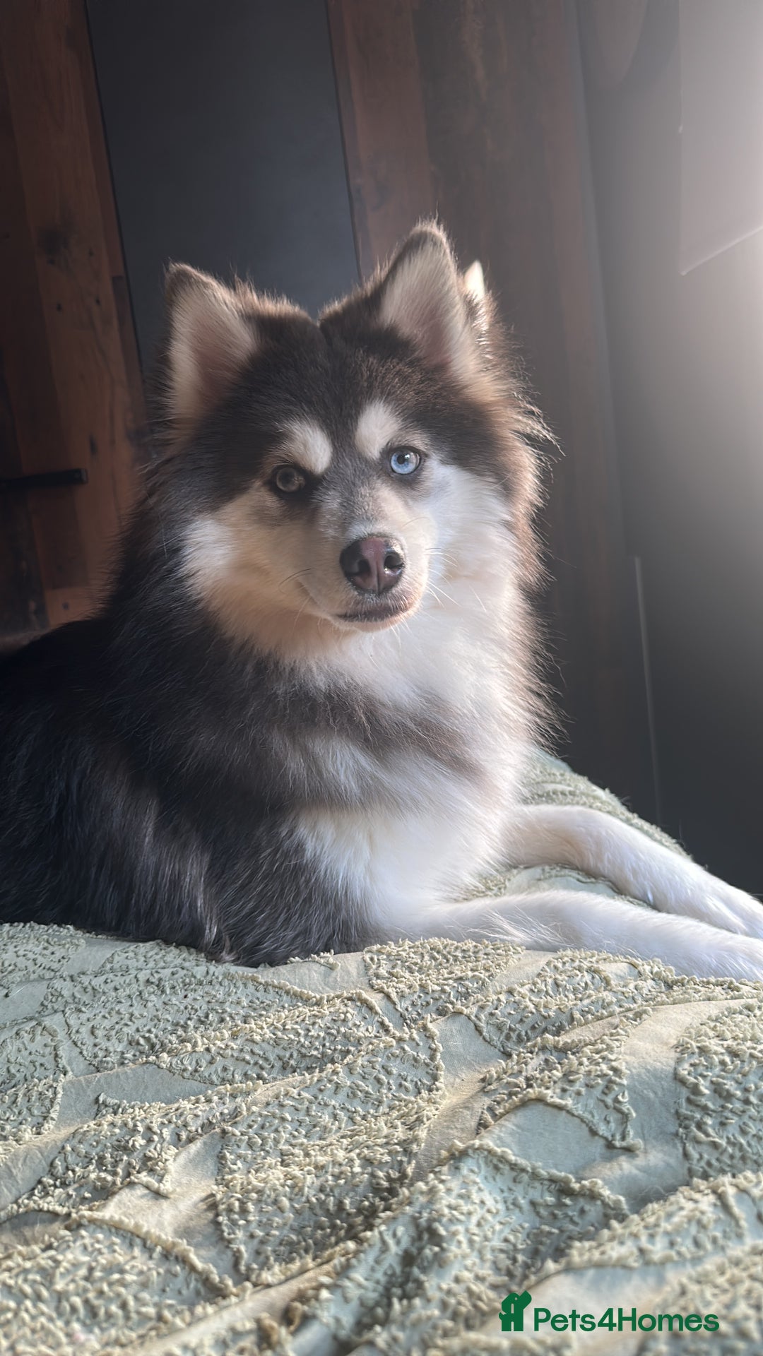 Pomsky dogs for stud: F3 Pomsky Stud (Blue and White) - Advert 2