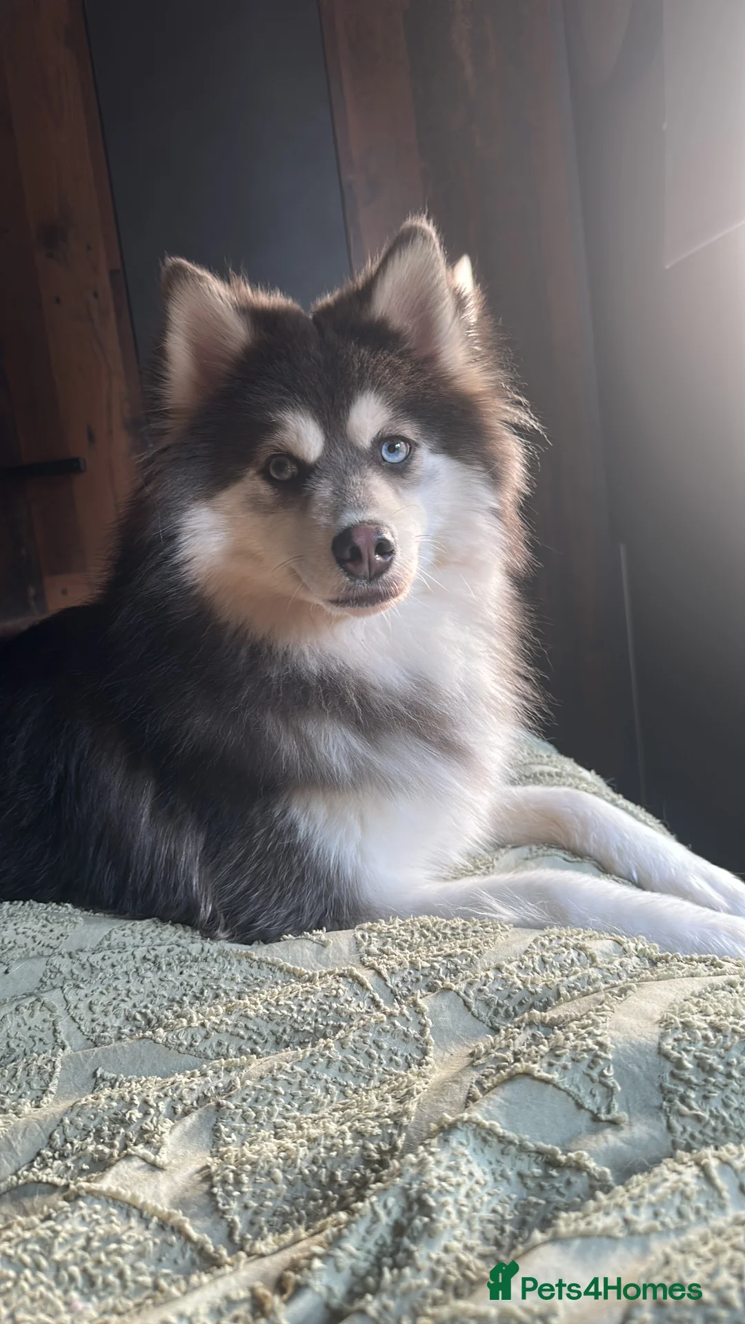 Pomsky dogs for stud: F3 Pomsky Stud (Blue and White) - Advert 2