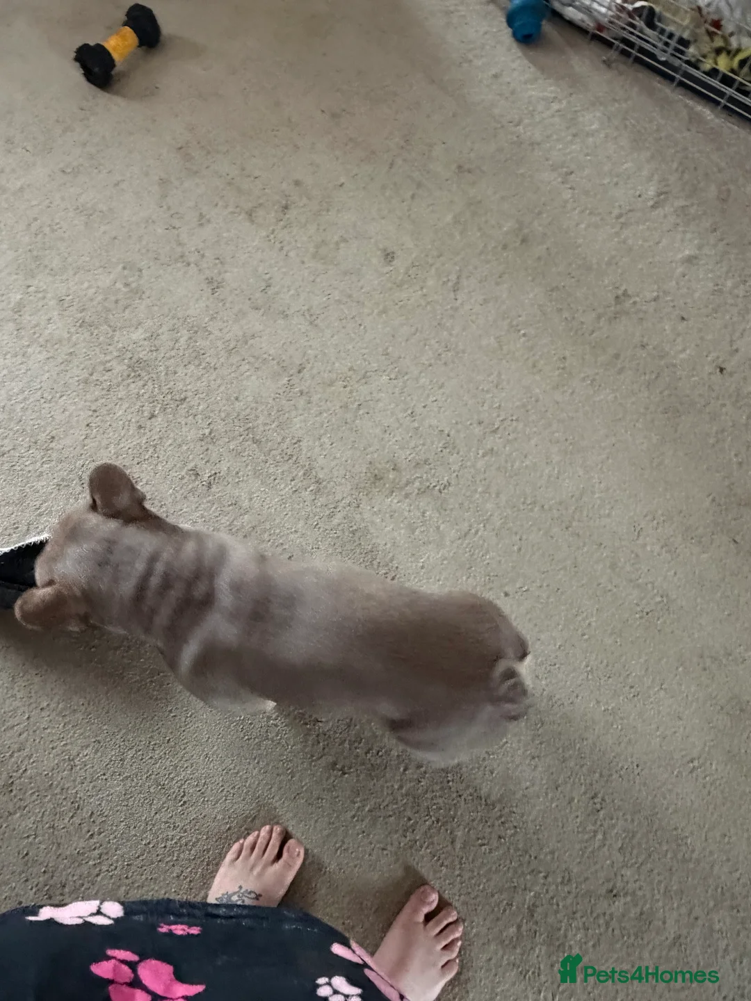 French Bulldog dogs for sale: New shade Isabella French bulldog - Advert 4