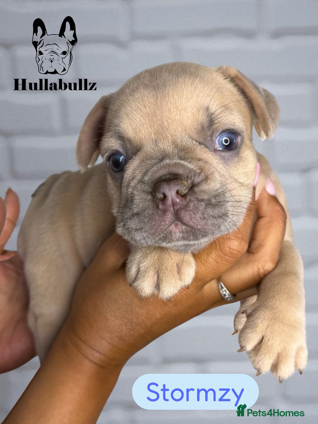 French Bulldog dogs for sale: Exquisite French Bulldog Puppies - Image 6