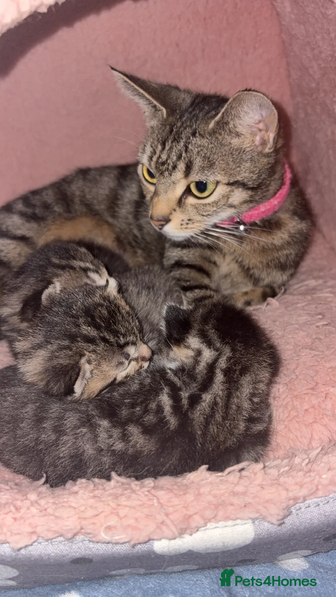 American Shorthair cats for sale: 3 Male Kittens looking for their forever home - Advert 13