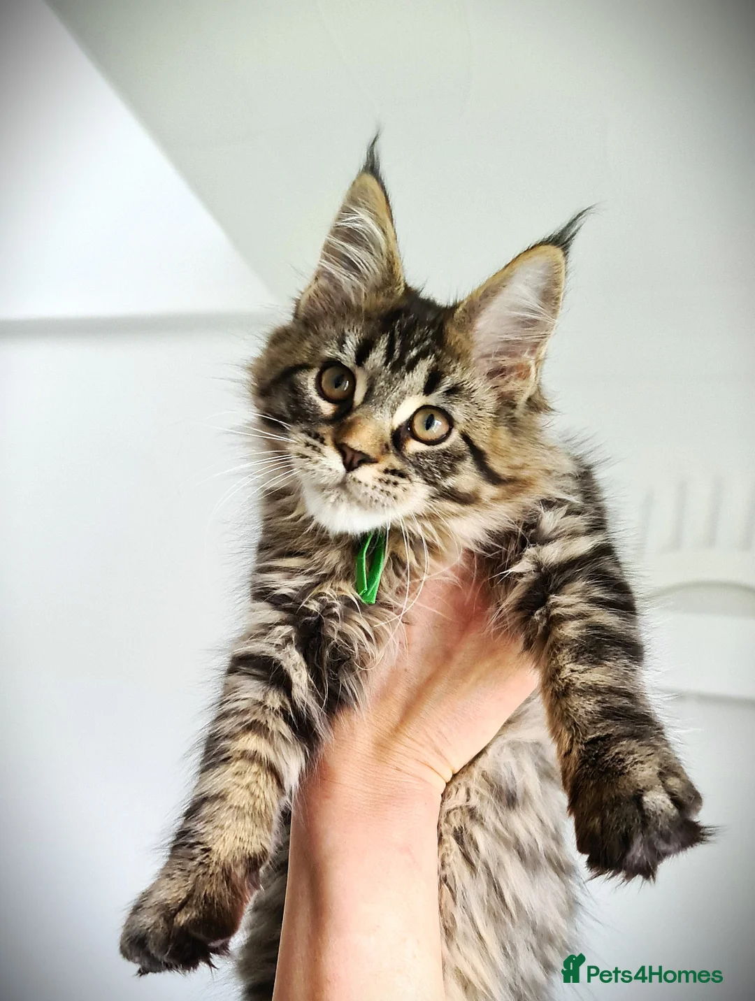 Maine Coon cats for sale: STUNNING 4️⃣ PEDIGREE MAINE COON KITTENS READY ❗❗❗ - Advert 3