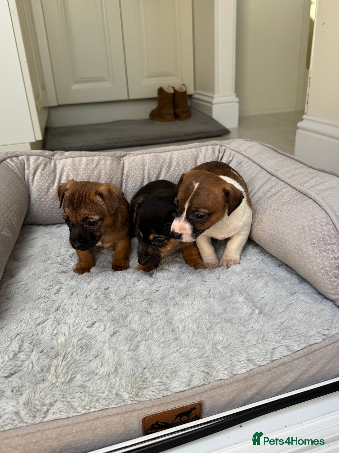 Jack Russell dogs for sale: Beautiful Jack Russell pups - Advert 6