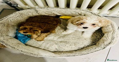 Cavapoochon dogs - Advert 5