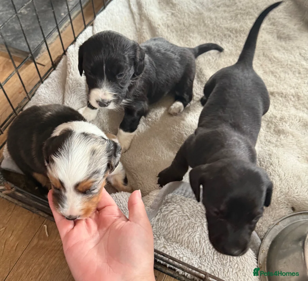 Mixed Breed dogs for sale: Dachshund cross - Advert 3